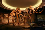 猛犸象 化石 猛犸象骨骼