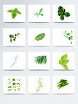 各种叶子绿色植物绿色元素