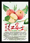 红富士苹果海报美味水果展板
