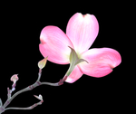 木兰玉兰花粉色花图片素材
