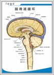 脑脊液循环解剖图