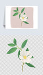 白色纯洁花朵手绘插画元素