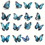 蓝色蝴蝶素材