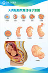 胎儿 胚胎生长发育过程