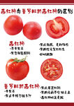 西红柿与普罗旺斯西红柿的区别