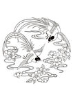 綬帶櫻花