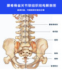 腰椎骨盆解剖图