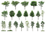 常用高清树木PSD素材