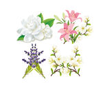 茶花百合