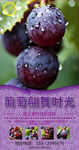 水果葡萄海報(bào)設(shè)計(jì)