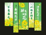 油菜花