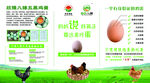 生態(tài)雞蛋宣傳頁(yè)展示