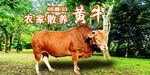 農家黃牛