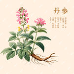 丹參植物手繪插畫展示