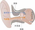 耳道內部結構圖分層矢量圖