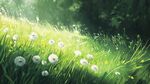 陽光下的蒲公英草地