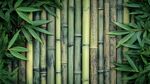 翠綠竹景 盡顯自然清新
