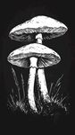 雙生蘑菇插畫