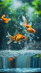 金魚躍出水面的靈動瞬間
