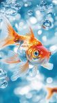 水中暢游的絢麗金魚