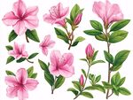 粉色杜鵑花植物素材集