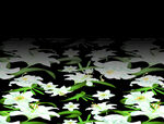 百合花