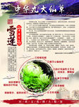 中華九大仙草雪蓮宣傳單頁