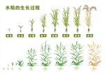 水稻生長過程圖示