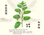 中藥材補骨脂