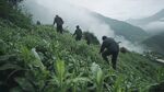 云霧晨霧采茶