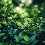 陽光下的翠綠新葉