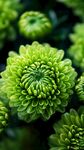 翠綠菊花綻放生機