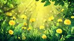 陽光照耀下的蒲公英花海