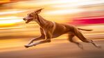 奔跑的靈緹犬展現矯健身姿