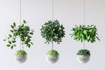 懸掛綠植盆栽展示