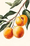 枝頭鮮杏圖