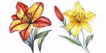 兩色百合花水彩插畫