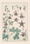 復(fù)古風(fēng)花卉植物插畫
