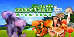 野生菌