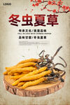 冬蟲(chóng)夏草