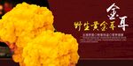 黃金耳