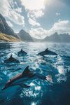 海豚在碧海藍(lán)天間暢游
