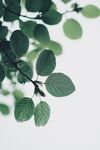 翠綠葉片特寫(xiě) 清新自然美