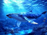 深海藍鯨悠游美麗海底世界