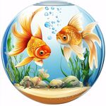 玻璃魚缸中的雙尾金魚