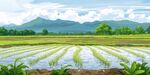 夏日田園風(fēng)光水田美景