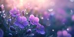 夢(mèng)幻紫花綻放 露珠相伴