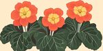 三朵橙紅報(bào)春花插畫