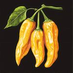 黃辣椒插畫 鮮活田園風(fēng)味