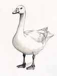 白鵝素描圖